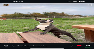 Boston Terrier dogs - Advert 2