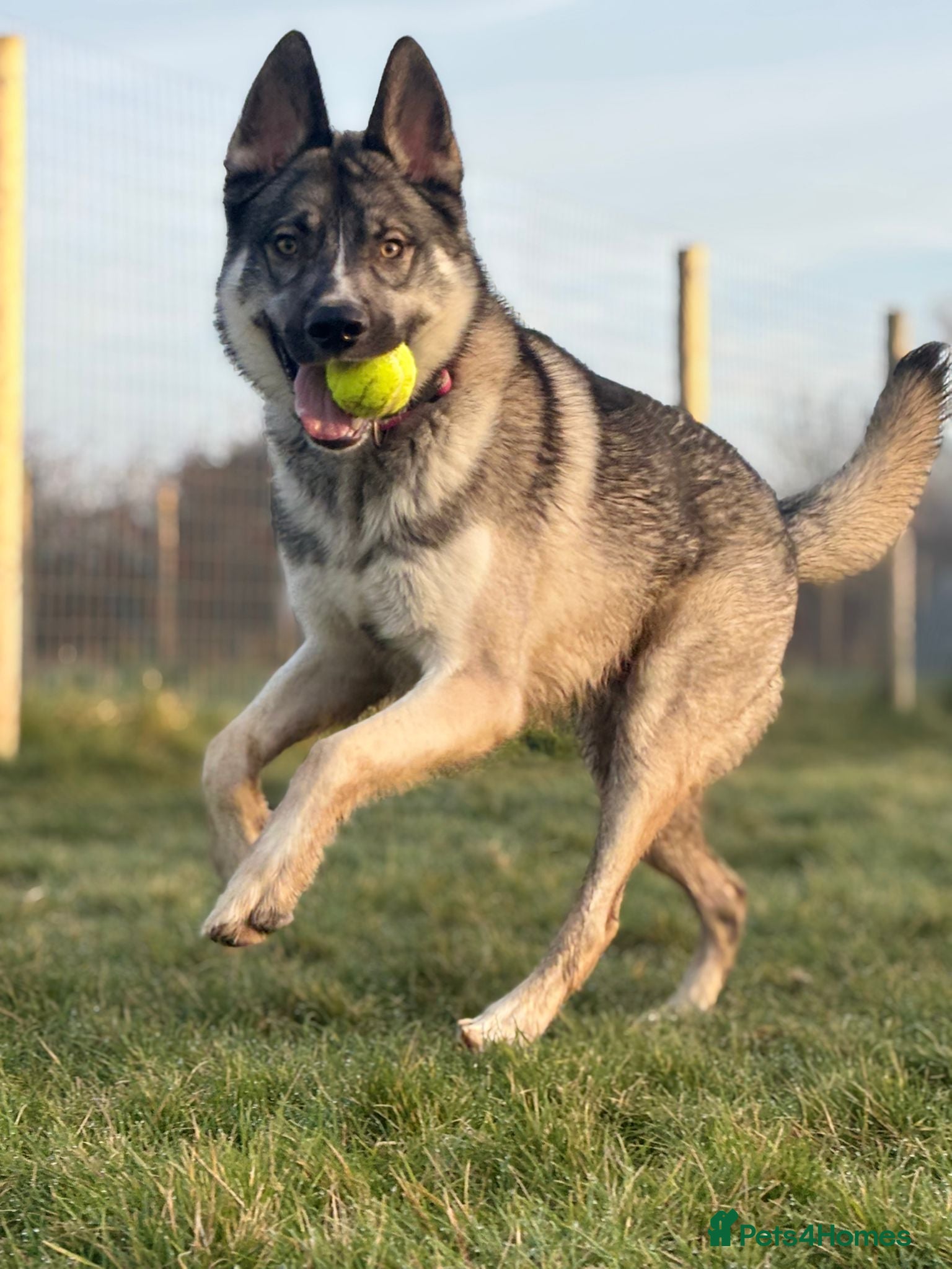 Mixed Breed dogs Snoop looking for a loving home - Advert 1