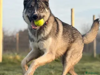 Mixed Breed dogs Snoop looking for a loving home - Advert 1