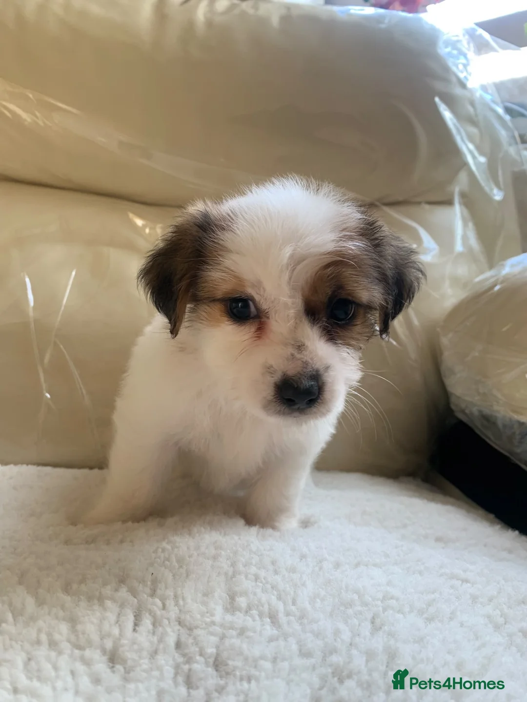 Jack Russell dogs for sale: Jackrussle puppys in Ashington - Advert 6