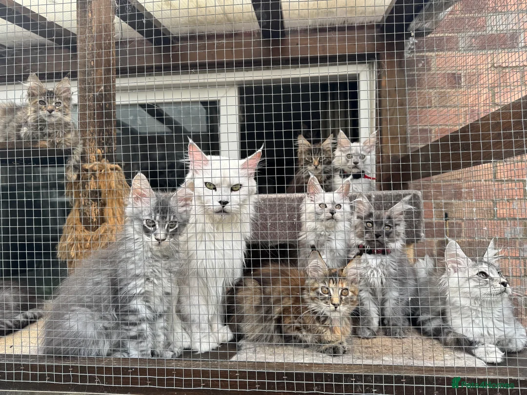 Maine Coon cats for sale: Stunning Mainecoon kittens  - Advert 12