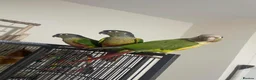 Conures birds for sale: 2x Conures for sale in Cambridge - Advert 5