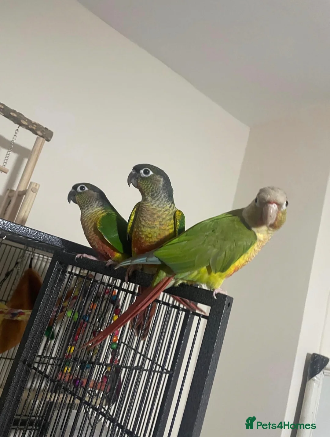 Conures birds for sale: 2x Conures for sale in Cambridge - Advert 5