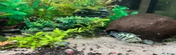 Cichlids fish for sale: Polar Blue Parrot Cichlids(short body) - Advert 3
