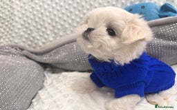 Maltese dogs for sale: 🌟Just One Left 🌟Bambelina Maltese🌟 - Image 2