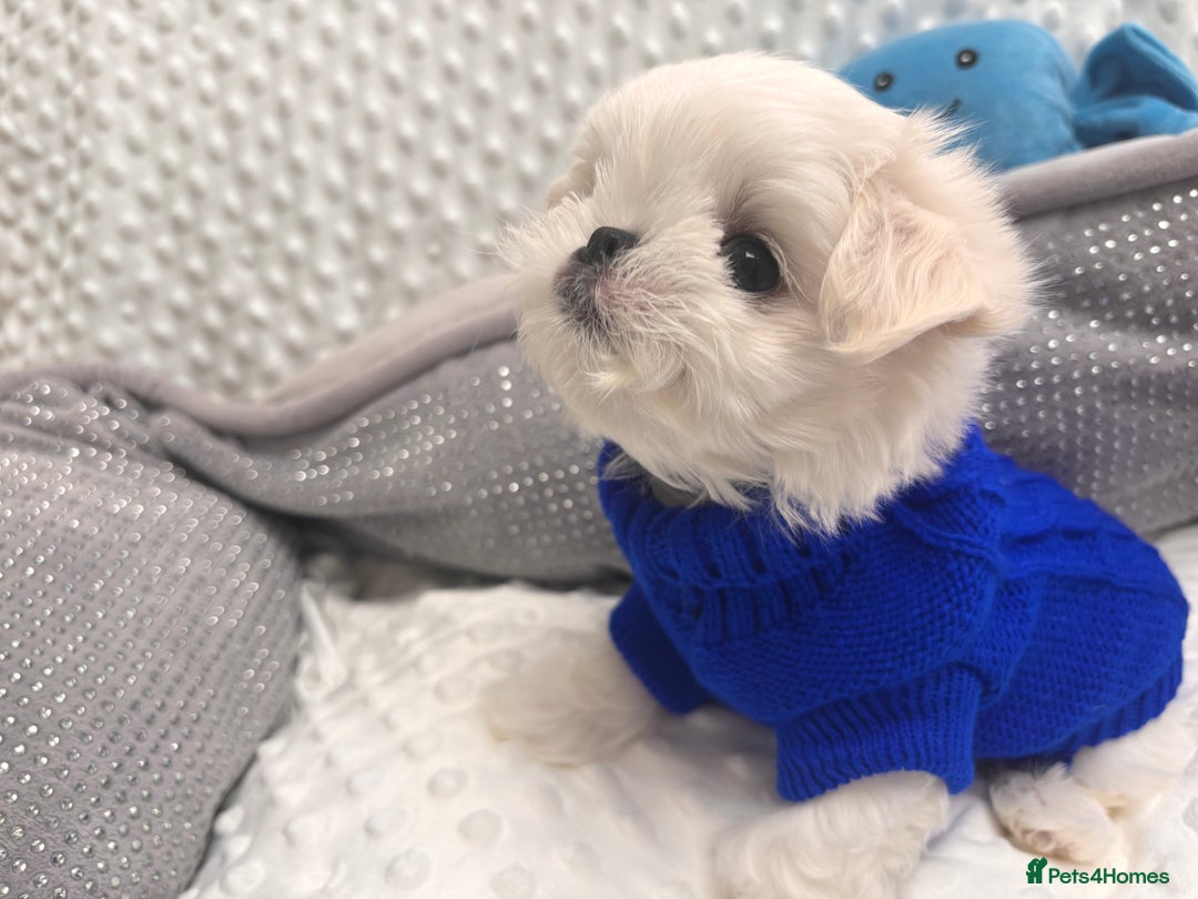 Maltese dogs for sale: 🌟Just One Left 🌟Bambelina Maltese🌟 - Image 2