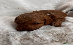 Labradoodle dogs for sale: Premium Multigen Labradoodle Puppies  - Advert 6