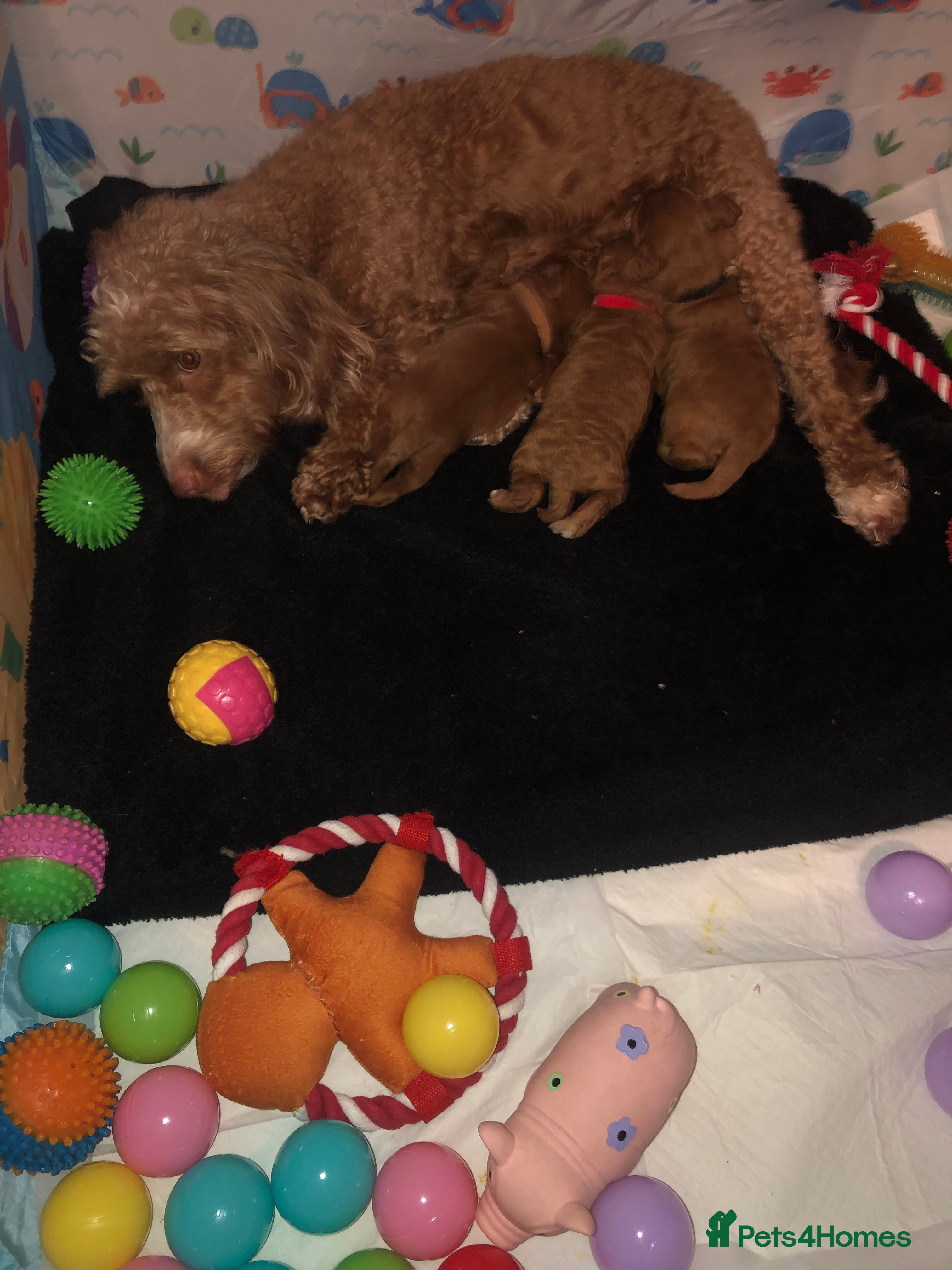 Cockapoo dogs Cockapoo pups for sale  in Liverpool - Advert 10