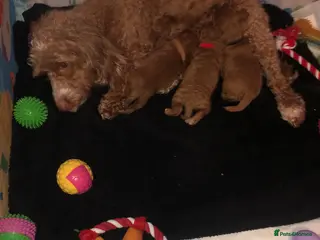 Cockapoo dogs Cockapoo pups for sale in Liverpool - Advert 10