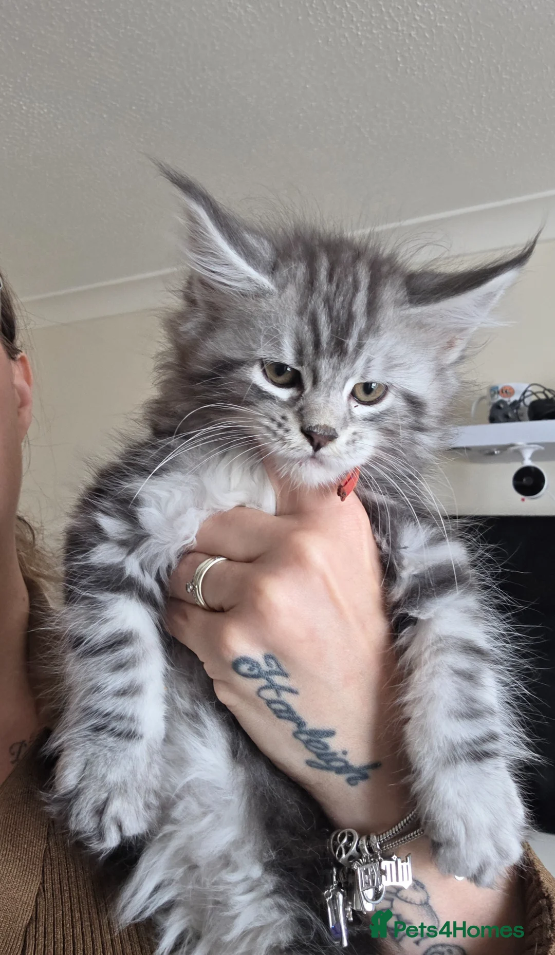 Maine Coon cats for sale: 2 left out of 9 in Clacton-on-Sea - Advert 2