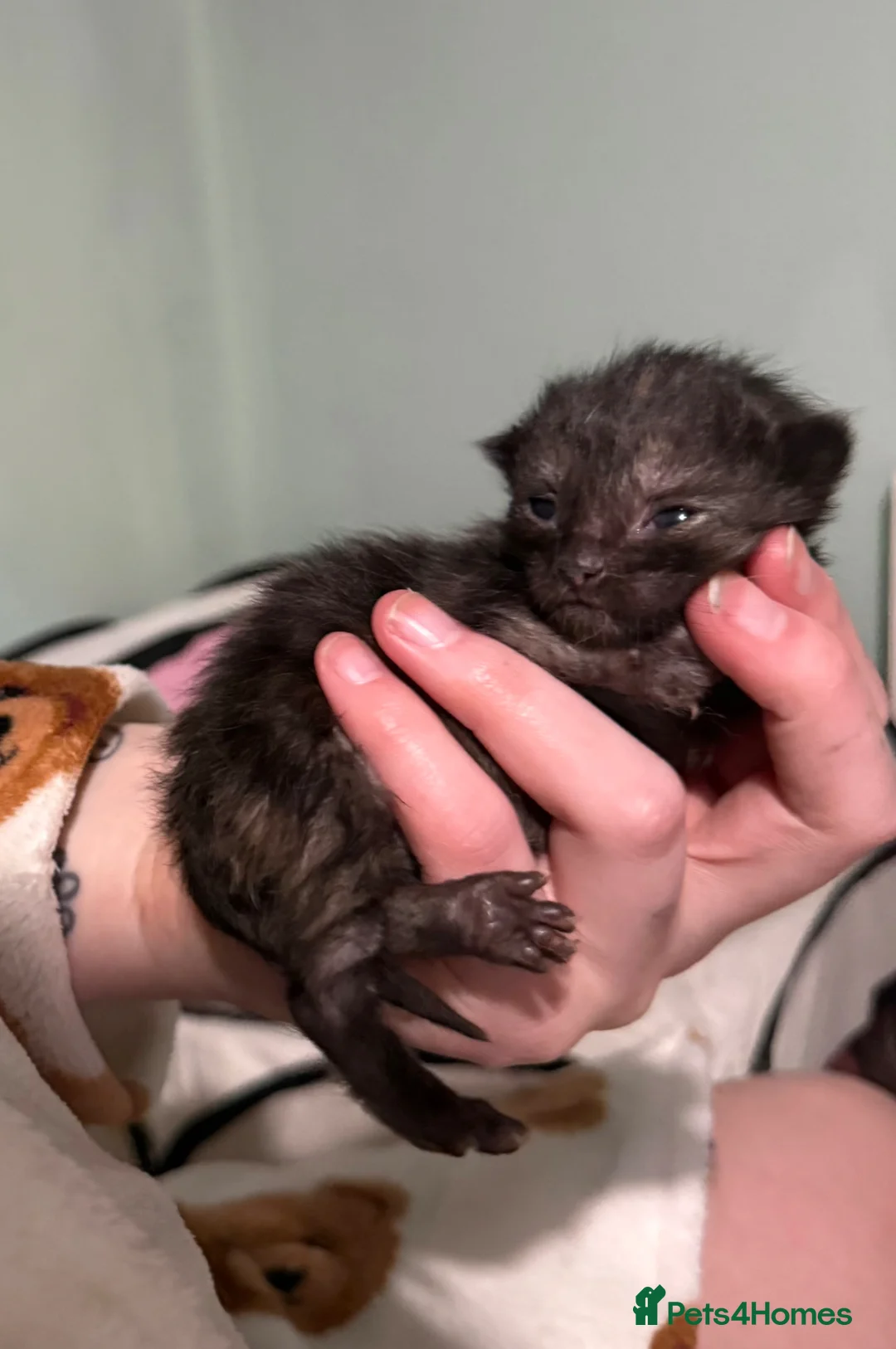 Mixed Breed cats for sale: Kittens for sale  in Largs - Advert 8