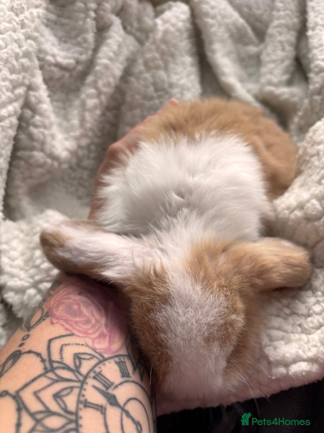 Mini Lop rabbits for sale: purebred Mini Lops  - Advert 3