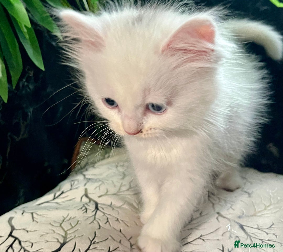 Ragdoll cats for sale: Ragdoll/Persian kittens - Advert 4