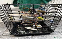 Budgerigars birds for sale: 2 beautiful budgie’s, male (green) female (blue) - Image 4