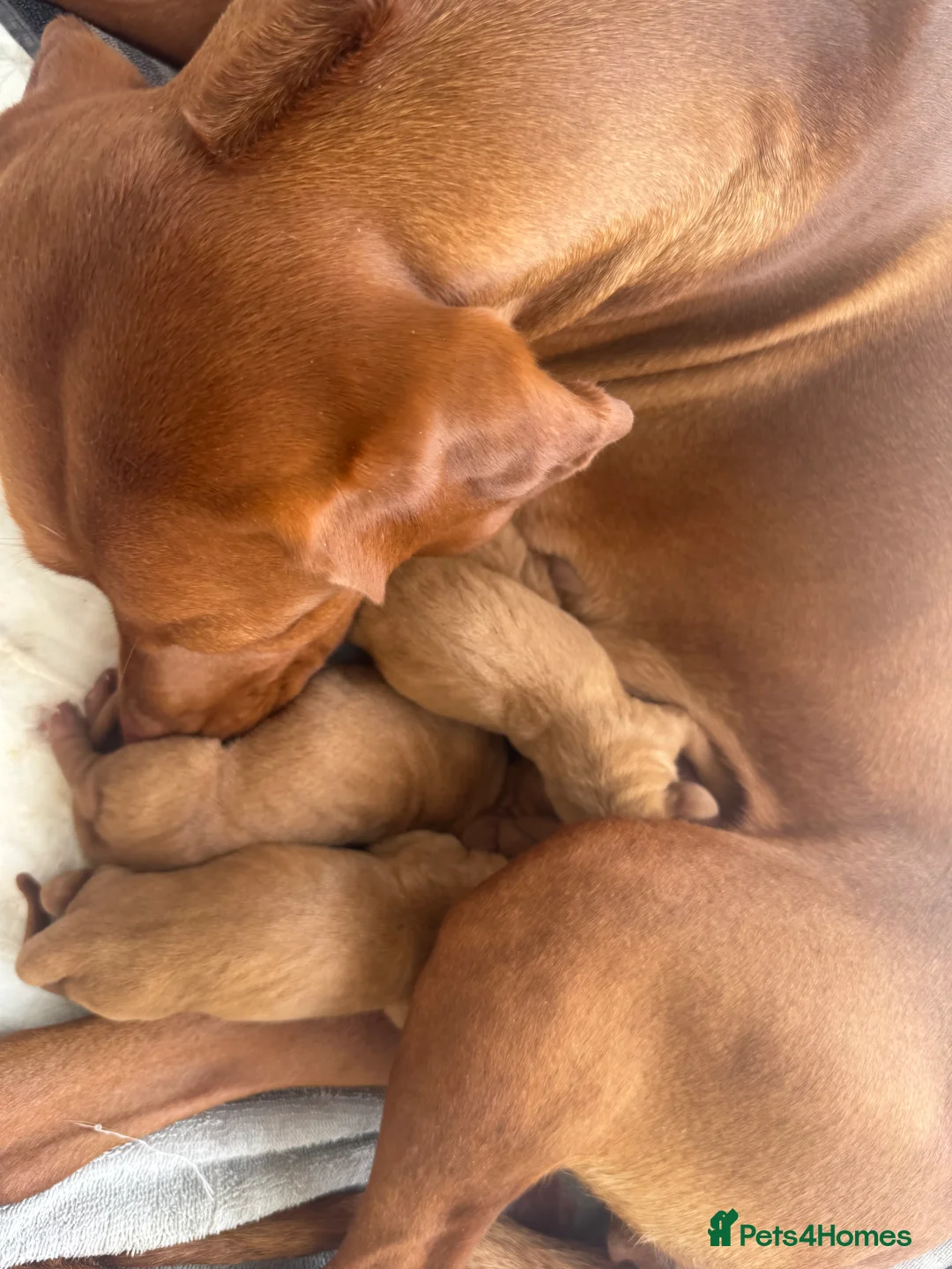 Hungarian Vizsla dogs for sale: Female - Advert 2