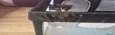 Mixed Breed Kitten 2 female 