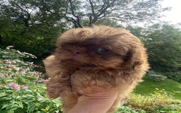 Shih Tzu dogs for sale: Beautiful karashishi shih tzu puppies  - Image 1