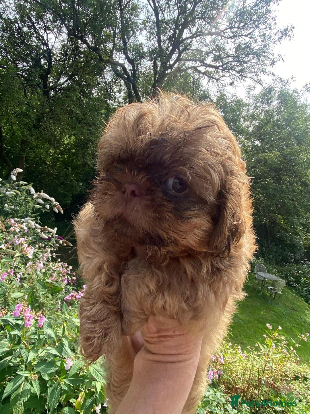 Shih Tzu dogs for sale: Beautiful karashishi shih tzu puppies  - Image 1