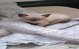 Ragdoll cats for sale: 3 quarters RAGDOLL KITTENS FOR SALE £150 - Image 11