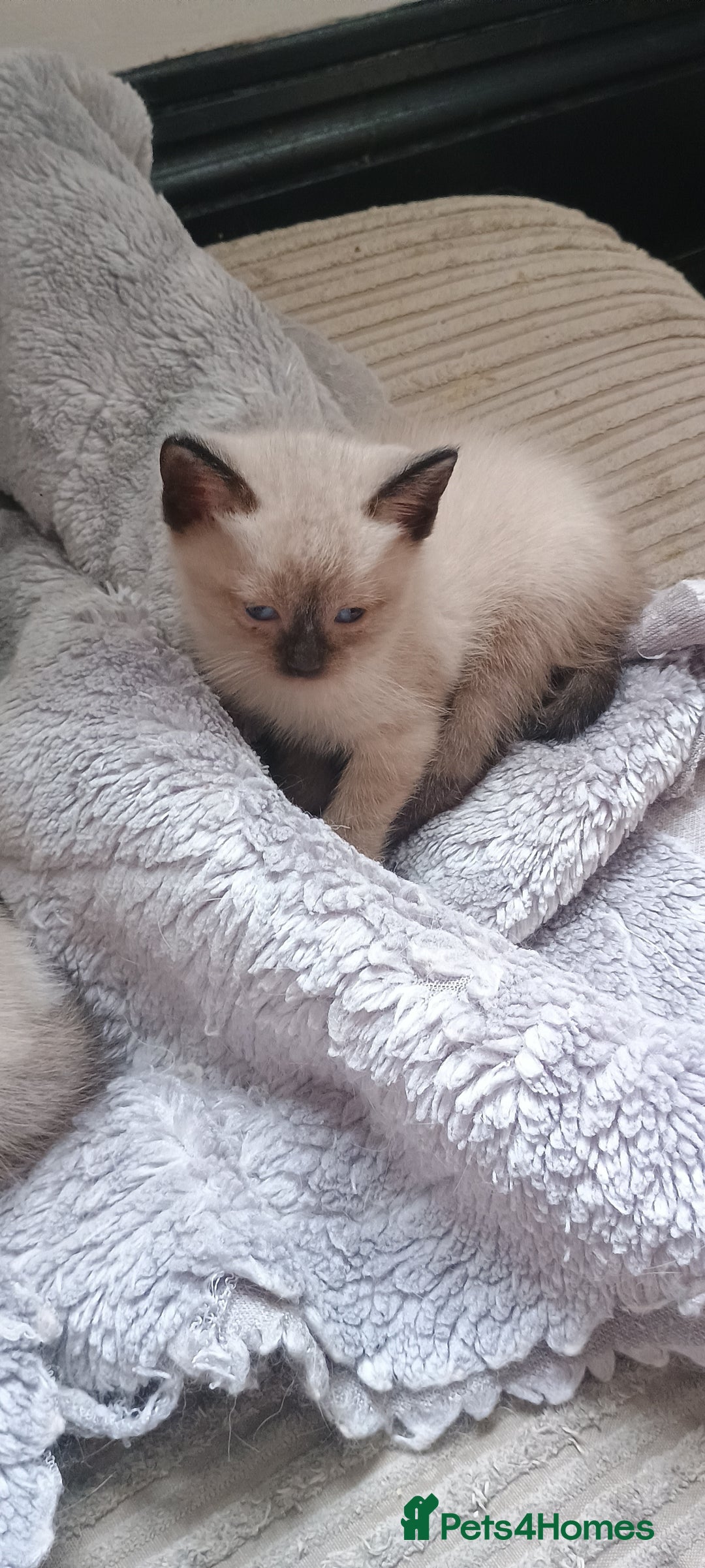 Ragdoll cats for sale: 3 quarters RAGDOLL KITTENS FOR SALE £150 - Image 11