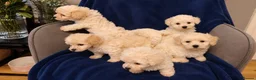 Poochon dogs for sale: 🐶 Poochon Toy Puppies Looking for Their Homes ❤️ in Caerphilly - Advert 15