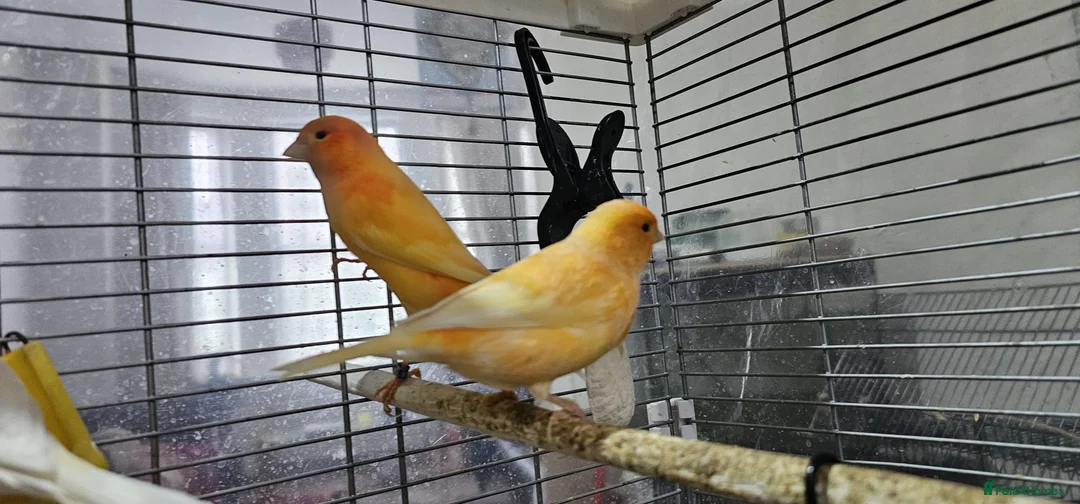 Canaries birds for sale: Four (2 pairs) young canaries - Advert 5