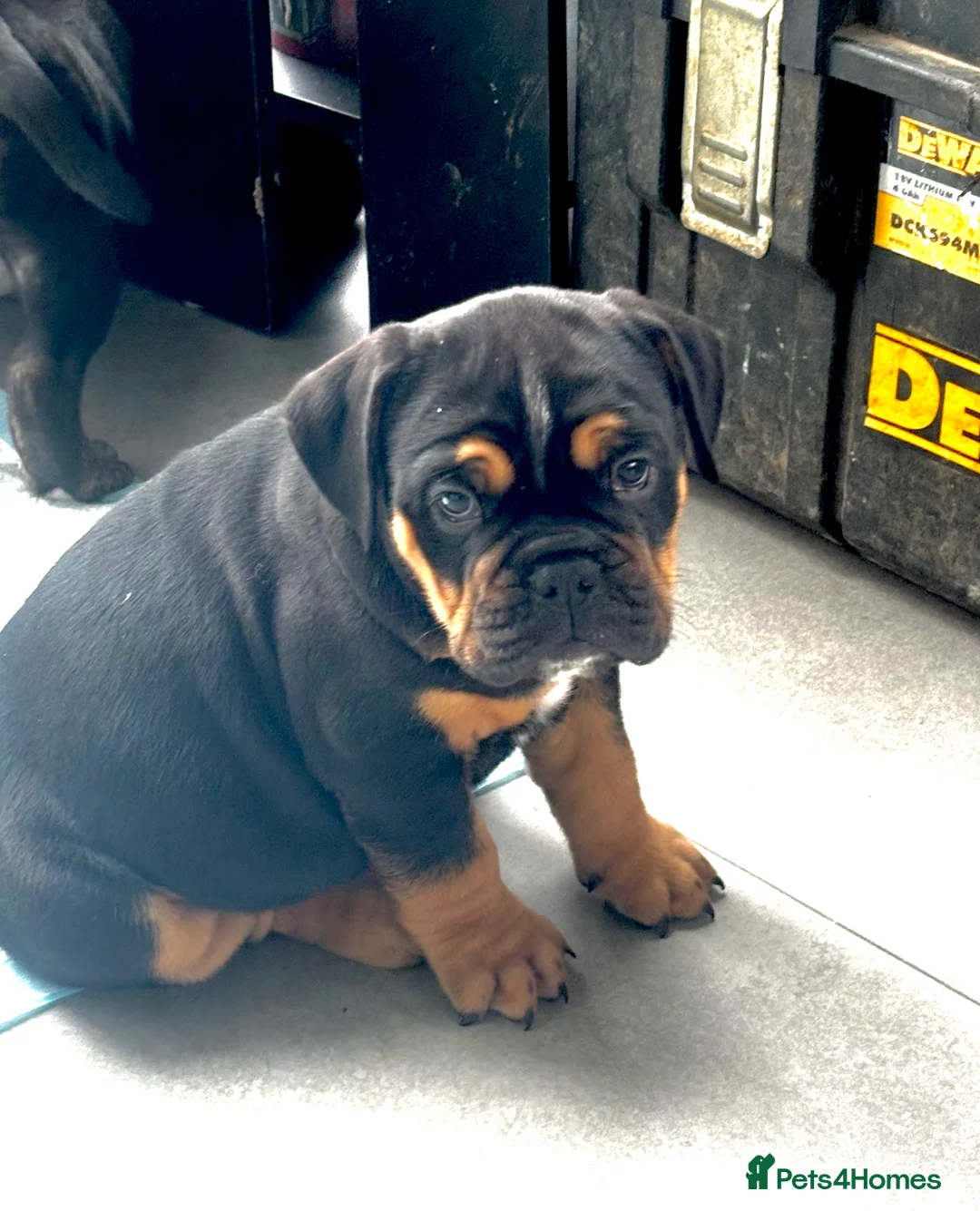 Olde English Bulldogge dogs for stud: Old English bulldog stud available  - Advert 8