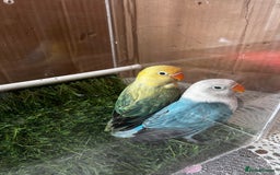 Lovebirds birds for sale: Beautiful Opline lovebirds in Birmingham - Image 12