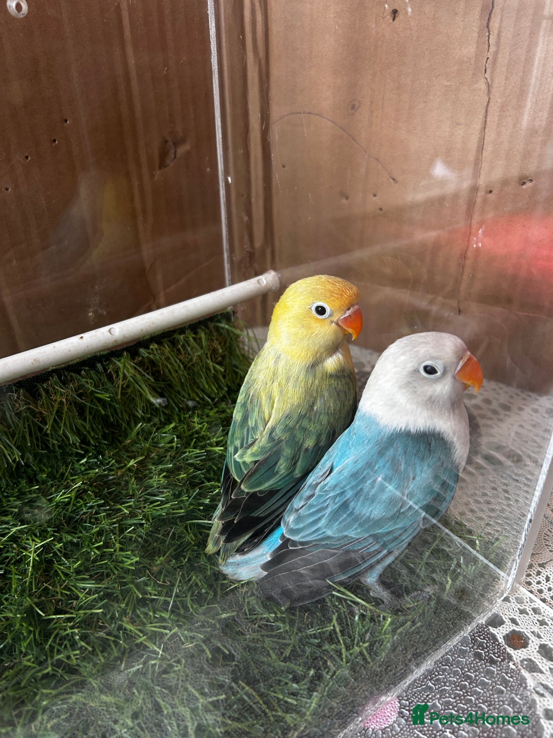 Lovebirds birds for sale: Beautiful Opline lovebirds in Birmingham - Image 12