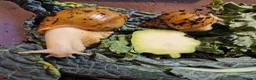 Snails invertebrates for sale: Giant Albino African Land Snail Babies  - Advert 9
