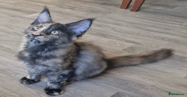 Maine Coon cats - Advert 7