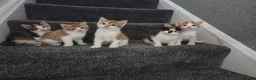 Mixed Breed cats for sale: Friendly babys looking for purrfect homes - Advert 17
