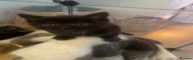 Ragdoll 1