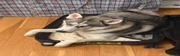 Siberian Husky dogs for stud: 🐾Handsome Blue-Eyed Siberian Husky Stud🤍 in Glasgow - Advert 6