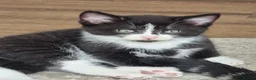 Domestic Shorthair cats for sale: Black and white boy kitten in Spalding - Advert 2