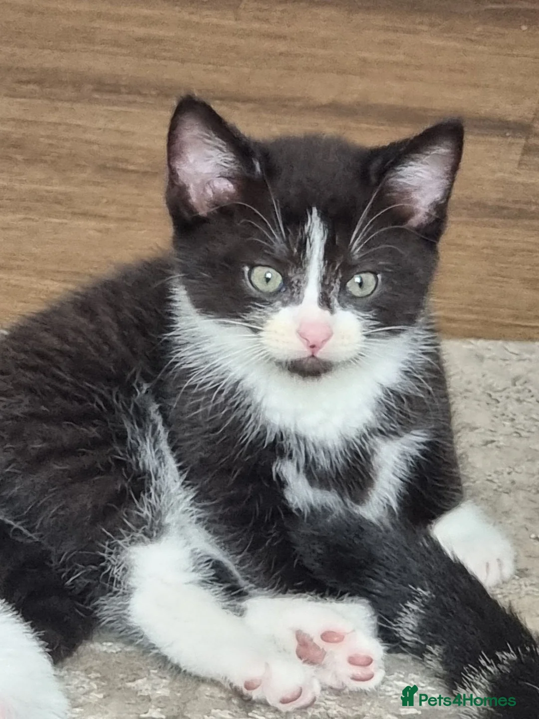 Domestic Shorthair cats for sale: Black and white boy kitten in Spalding - Advert 2
