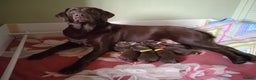 Labrador Retriever dogs for sale: KC CHOCOLATE LABRADORS PUPPIES, H TESTED PARENTS  - Advert 1