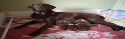 Labrador Retriever dogs for sale: KC CHOCOLATE LABRADORS PUPPIES, H TESTED PARENTS  - Advert 4