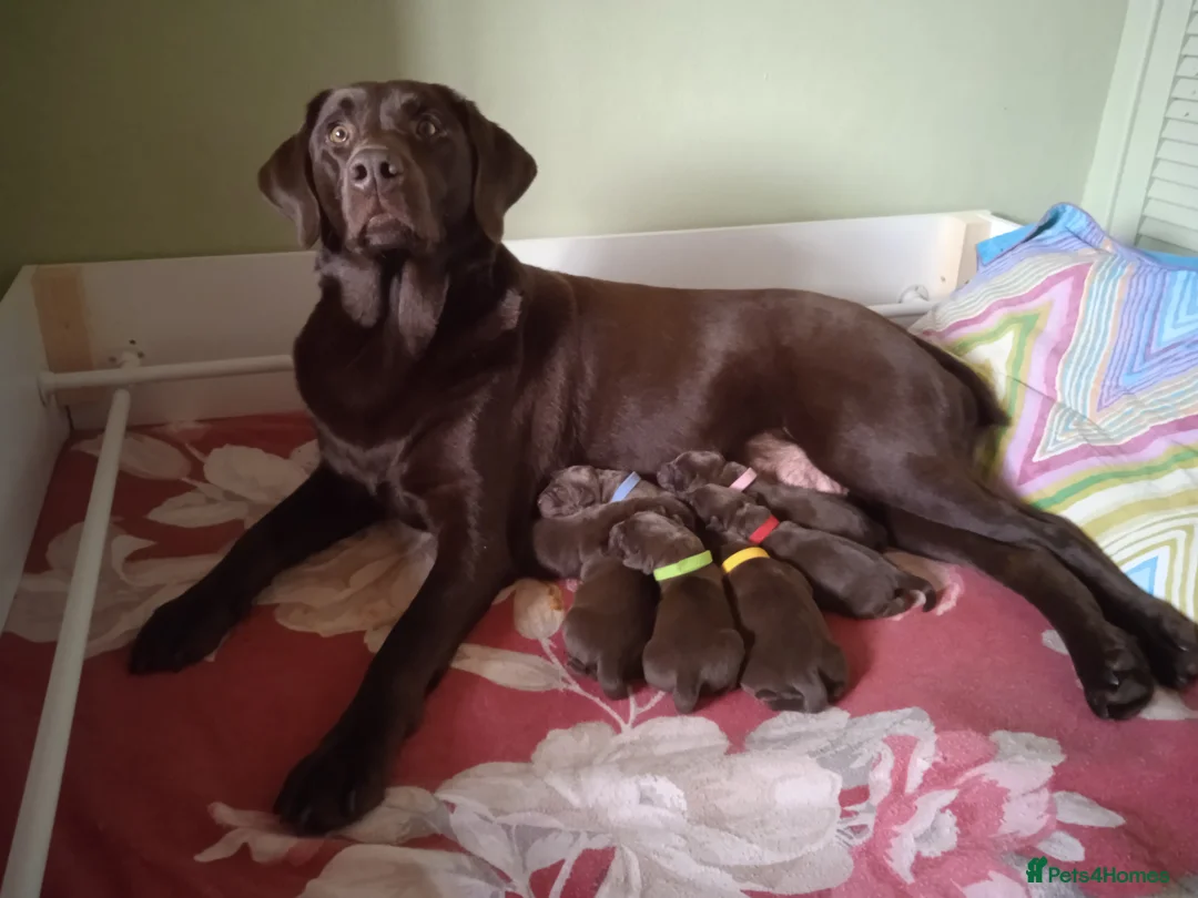 Labrador Retriever dogs for sale: KC CHOCOLATE LABRADORS PUPPIES, H TESTED PARENTS  - Advert 4