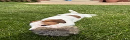 Jack Russell dogs for sale: Jack Russel pup - Advert 7