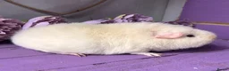 Guinea Pig rodents for sale: Pair Of Teddy Girls - Advert 4