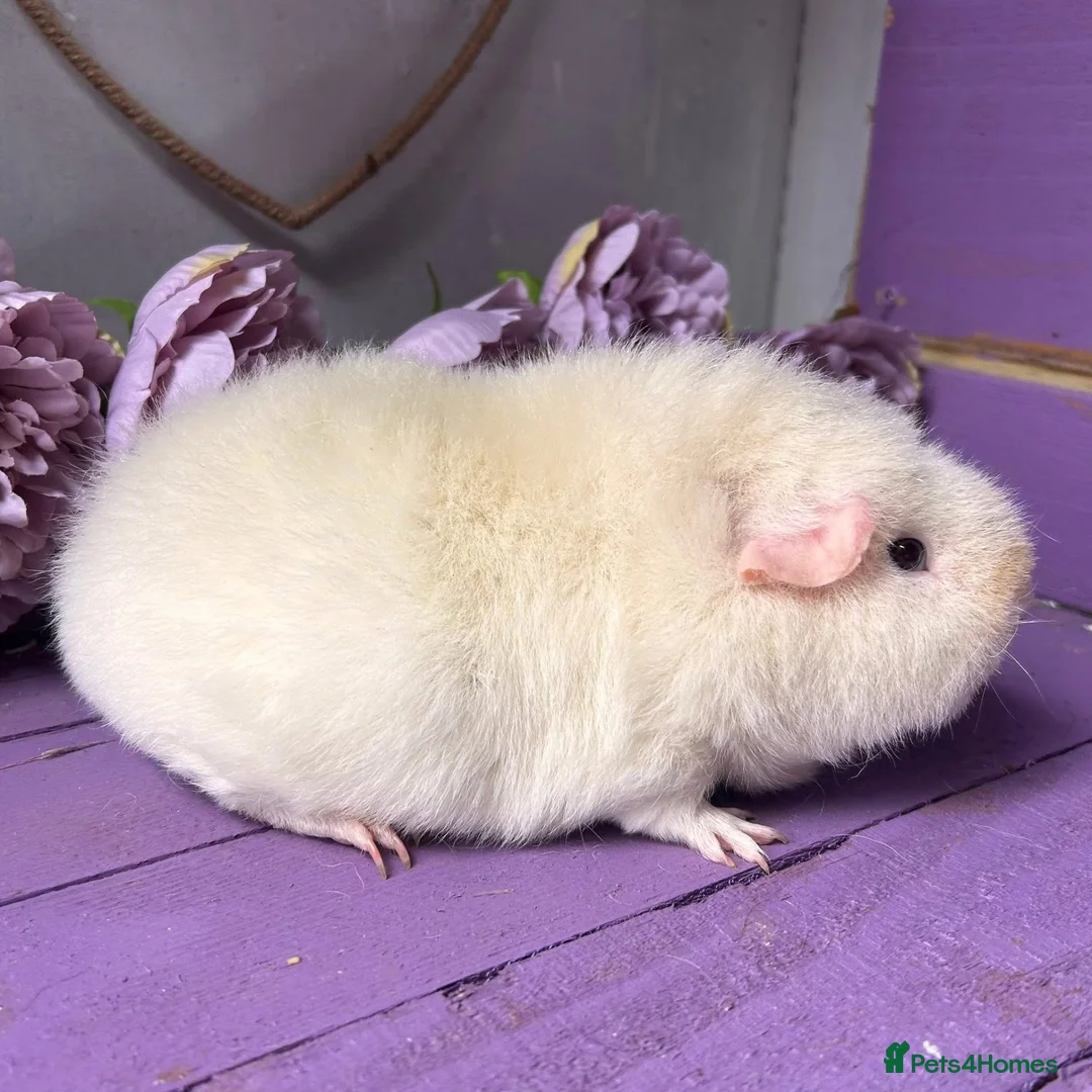 Guinea Pig rodents for sale: Pair Of Teddy Girls - Advert 4