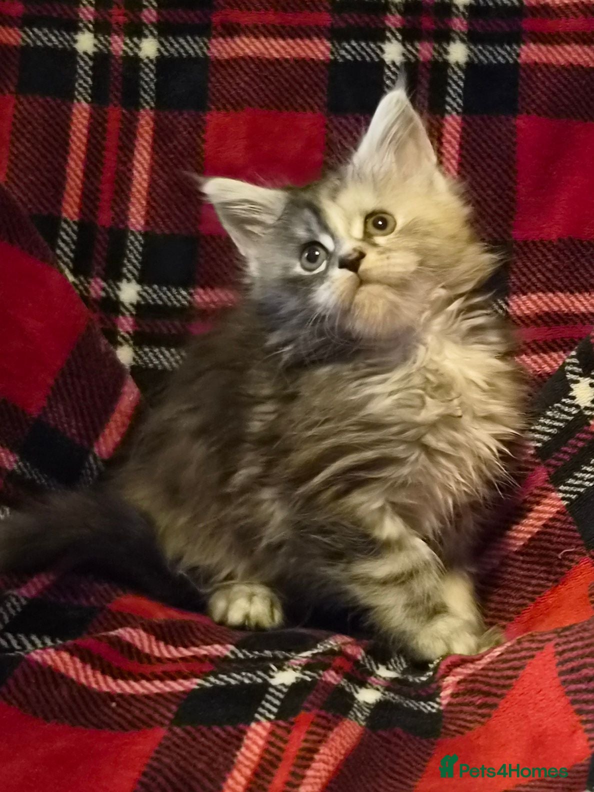 Maine Coon cats Beautiful Mainecoons  - Advert 14
