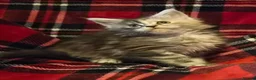 Maine Coon cats for sale: Beautiful Mainecoons  - Advert 9