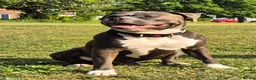 American Bull Staffy dogs for stud: AMSTAFF MALE AVAILABLE FOR STUD - Advert 8