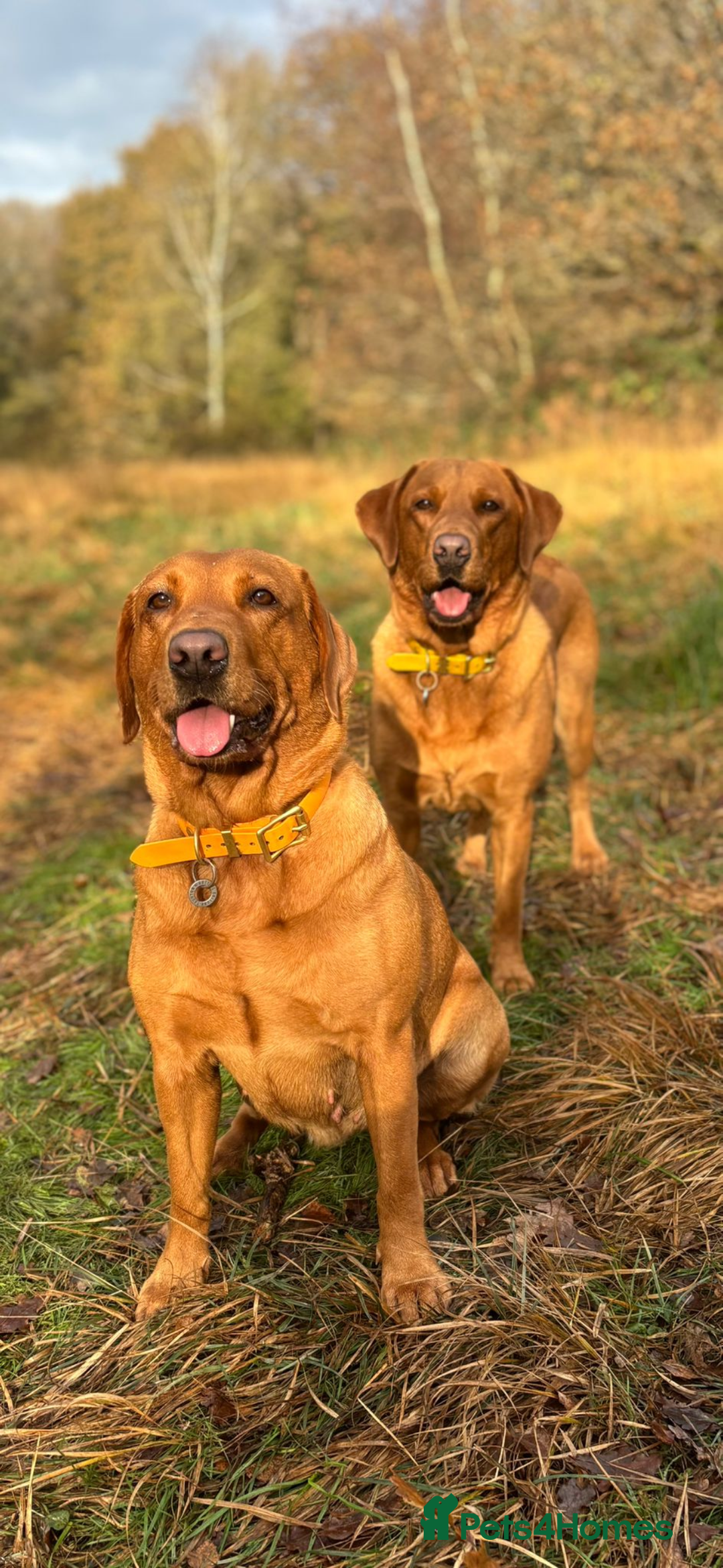 Labrador Retriever dogs for sale: DUE MID-JANUARY. Fox Red Labrador puppies.  - Advert 1