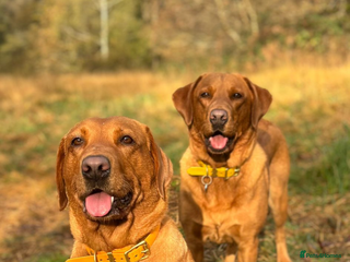 Labrador Retriever dogs DUE MID-JANUARY. Fox Red Labrador puppies. - Advert 1