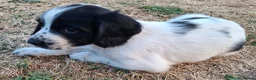 English Springer Spaniel dogs for sale: Working springer spaniel pups - Advert 20