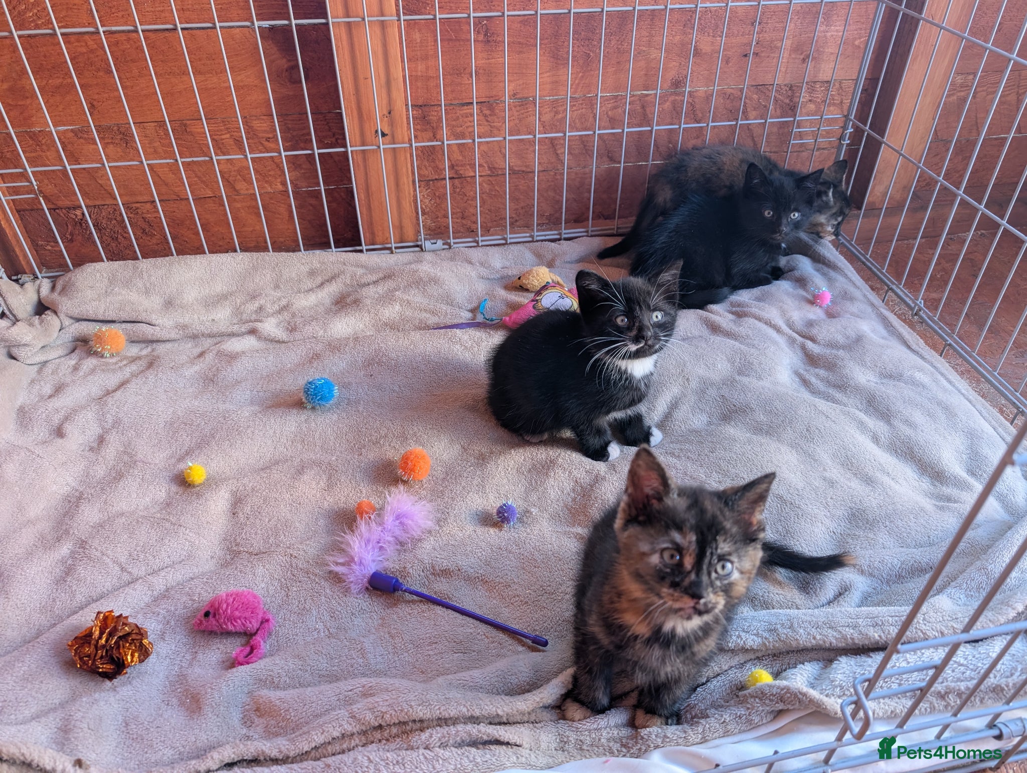 Mixed Breed cats 3 Kittens for Sale — Barnsley, South Yorkshire - Advert 3