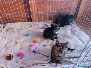 Mixed Breed cats 3 Kittens for Sale — Barnsley, South Yorkshire - Advert 3